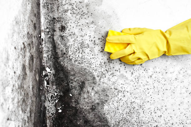 Best Industrial Mold Remediation in North Adams, MA