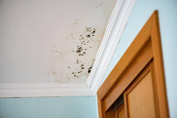 Best Bathroom Mold Remediation in North Adams, MA