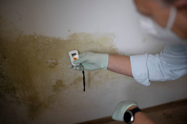 Best Insurance-Related Mold Remediation in North Adams, MA